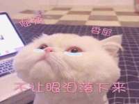 海南礼从德商贸有限公司