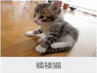 海南礼从德商贸有限公司