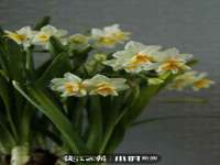海南礼从德商贸有限公司
