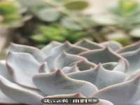 海南礼从德商贸有限公司
