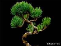 海南礼从德商贸有限公司